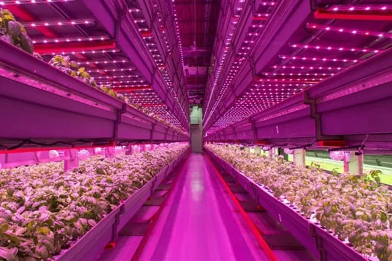Đèn LED ứng dụng trong nông nghiệp