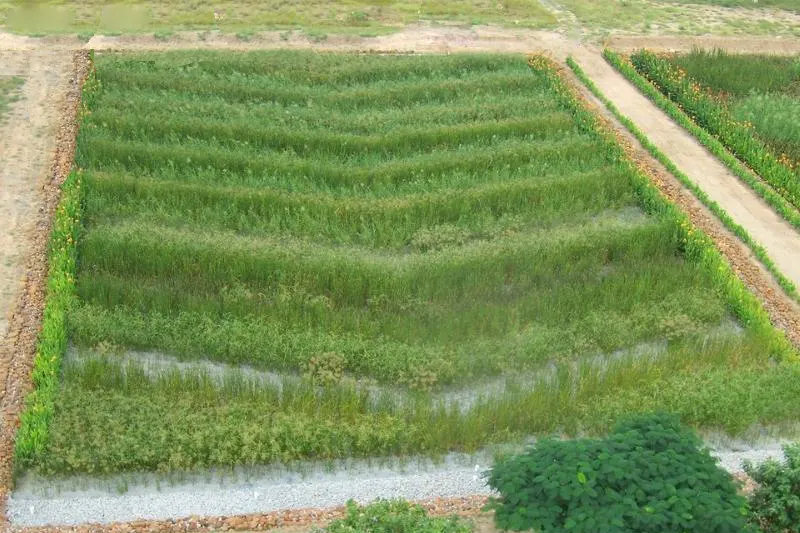 cánh đồng lọc xử lý nước thải