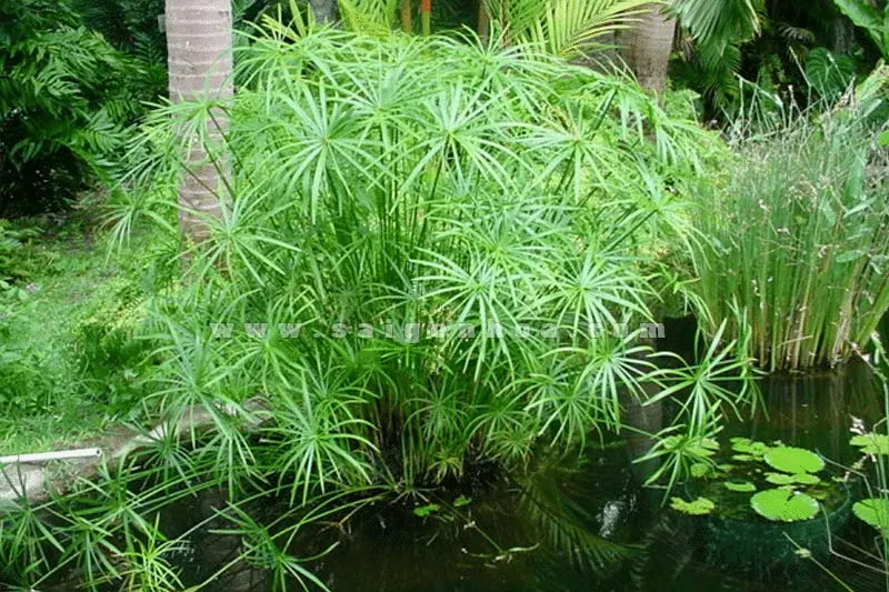 Cơ chế hoat động của thực vật xử lý nước thải