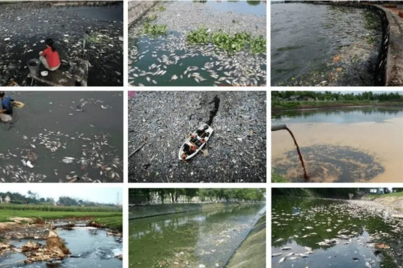 Hệ sinh thái bị ảnh hưởng bởi ô nhiễm nước công nghiệp