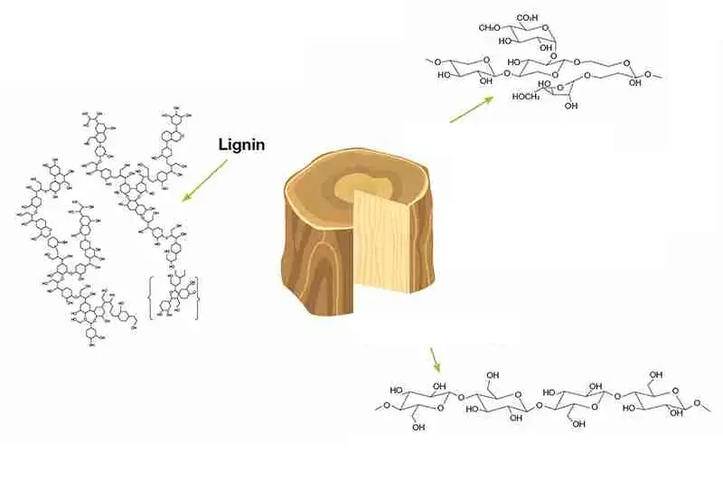 Lignin thường có ở trong gỗ