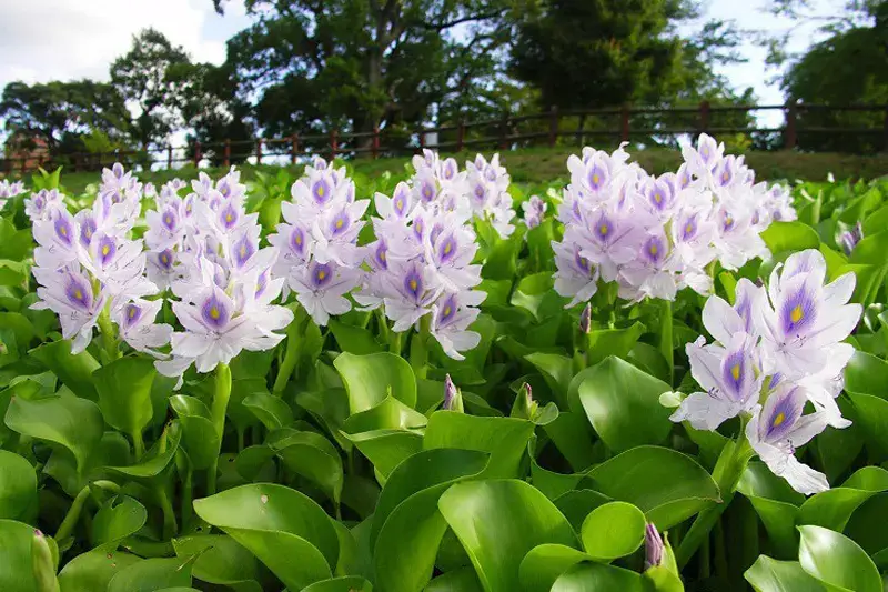 Phương pháp xử lý nước thải bằng bèo lục bình