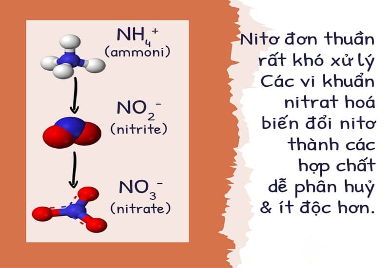 Khử nitrit và nitrat